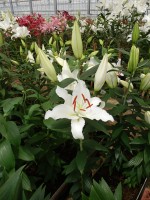 [5323 White Hero VWS No01.JPG]